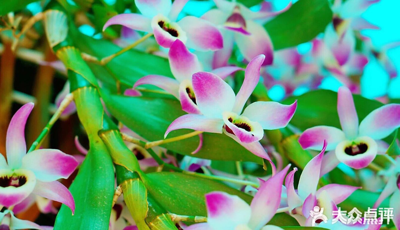 大叻得天独厚的天气和阳光