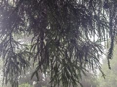 -长沙黑麋峰国家森林公园