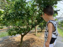 -前小桔亲子创意农场·草莓采摘·露营烧烤