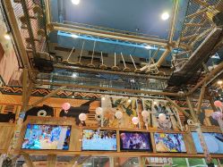 -卡通尼·Safari非洲探索乐园·生日会(金桥国际商业广场店)