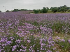 -西京湾花海