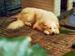 -more than meow吴止猫主题餐厅(承德 中船汇店)