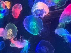-海合安成都极地海洋公园