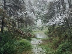 -铁山坪森林公园