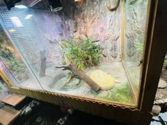 -上海大自然野生昆虫馆(东方明珠·爬宠昆虫探索中心)