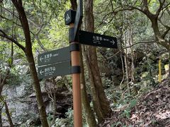 -天目山大树王景区