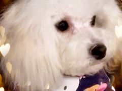 -沐沐家宠物(成寿寺店)