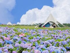 -空港花田景区