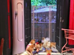 -猫色咖啡·猫咖