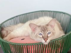 -Cappucimeow猫咪咖啡馆(韦伯时代店)