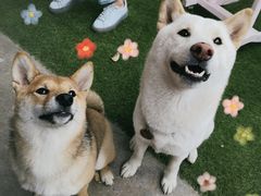 -柴犬高等学院·狗咖·柴犬售卖·宠物训练