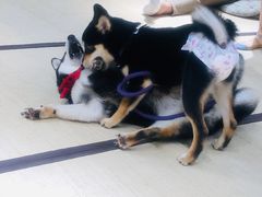 -逗柴咖啡屋·狗咖猫咖宠物桌游