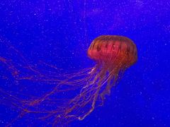 -上海海洋水族馆