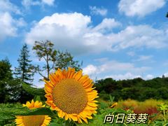 -上海辰山植物园