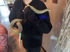 -抱暴龙爬宠·异宠·撸宠撸爬主题馆(大学路店)