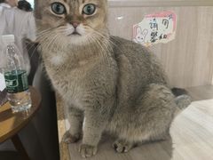 -藏猫猫咖啡主题馆(中央大道店)