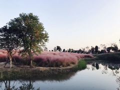 -金卉庄园