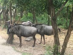 -清迈夜间动物园