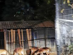-清迈夜间动物园