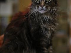 -平行世界·猫咖(首经贸店)