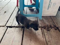 -同銮特种养殖场·龙虾垂钓