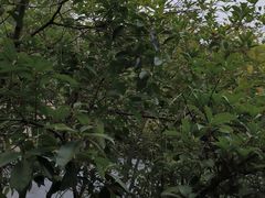 -故乡缘·香格里拉山庄(冷竹路店)