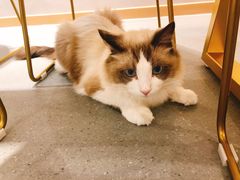 -飞行喵MR PILOT|猫舍·猫咖(静安大融城店)