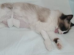 -恒幸动物医院·急重症转诊中心·神经内外科·CT核磁
