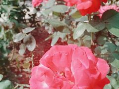 -人民公园(罗湖区)