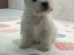 -翊宠yipet猫狗购宠庄园犬舍•猫舍