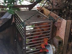 -生态苑农庄(十里画廊遇龙河店)