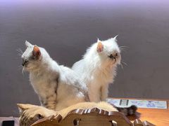 -more than meow吴止猫主题餐厅(承德 中船汇店)