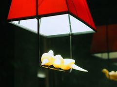 -大鸽饭(岗顶店)