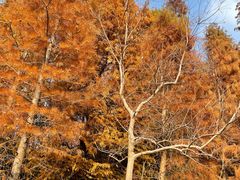 -上海海湾国家森林公园