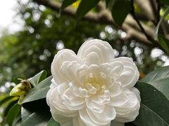-金花茶公园