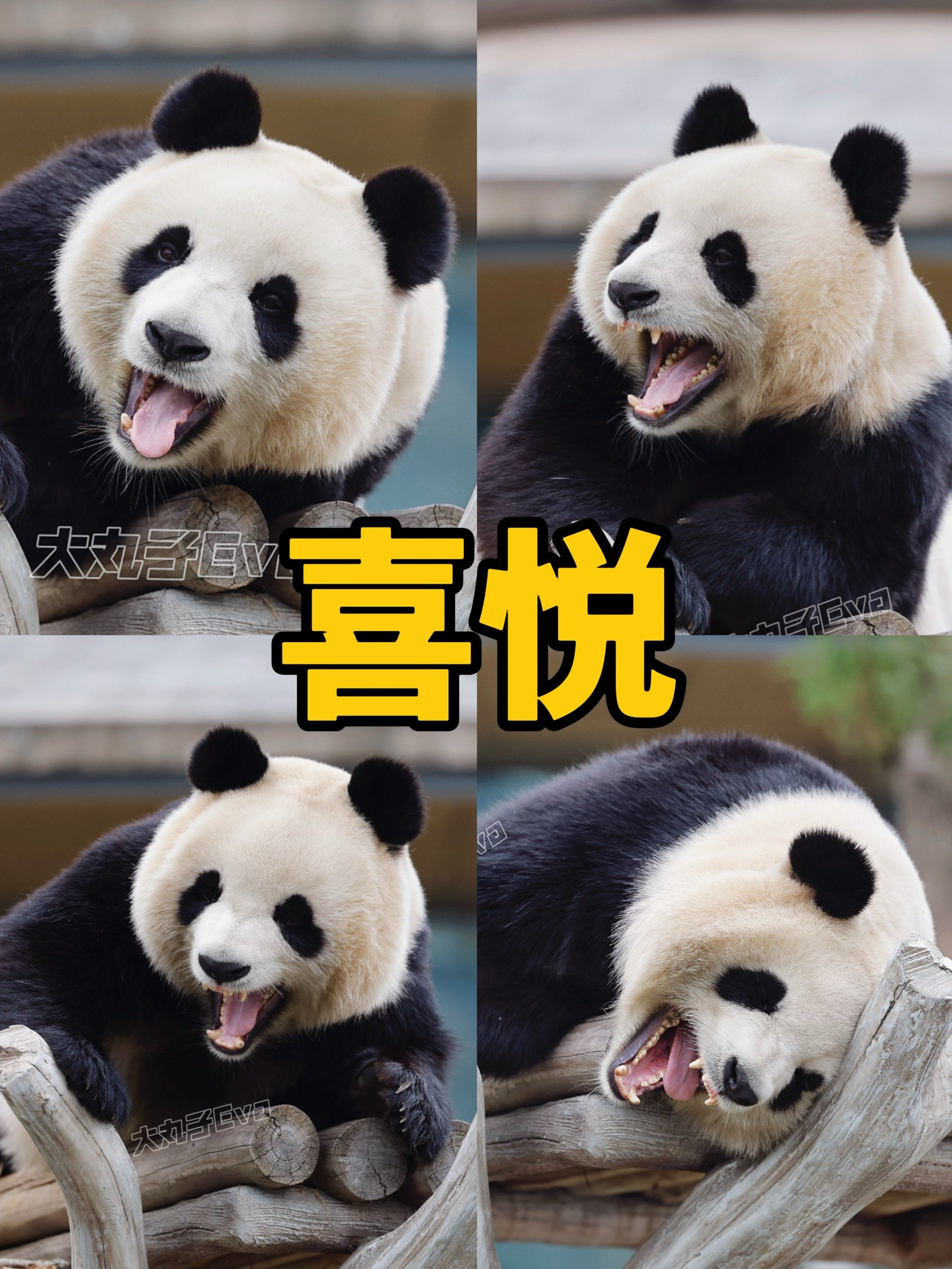 大熊猫喜悦演我早起傻一天