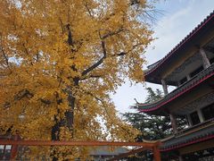 -上海青龙寺