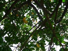 -西樵山风景名胜区-天湖公园