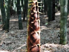 -同里国家湿地公园