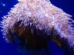 -悉尼海洋生物水族馆