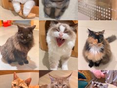 -藏猫猫咖啡主题馆(中央大道店)