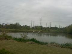 -上海长兴岛郊野公园