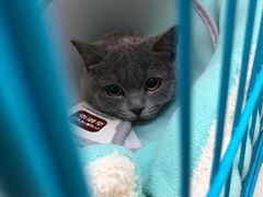 -菲丽丝宠物医院·24小时·猫科中心·免疫点(淮海分院)