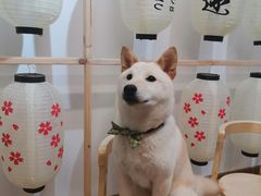 -柴迷FANS CLUB·柴犬狗咖·猫咖