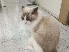 -喵园·猫主题咖啡厅·撸猫·猫咖(国贸店)