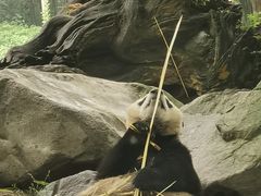 -乡土特色.冷锅鱼.牦牛肉汤锅