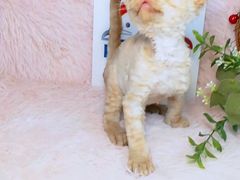 -十年猫舍·猫咪专门店(普陀店)
