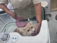 -老吴的猫·猫舍(新区店)