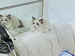 -lincat·猫舍(广州店)