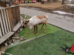 -北京鹿世界主题园